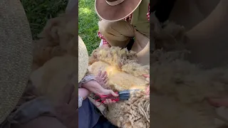 Sheep Shearing Sneak Peek #timetraveltuesday #history #sheep #sheepfarming #farmlife #farming