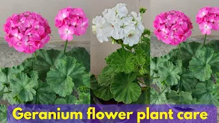 Geranium flower plant care in summer. How to care geranium flower plant ?