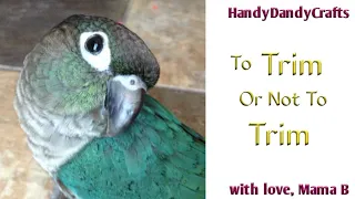 Pros And Cons To Trimming Bird Wings - Tough Decision For Our Turquoise Green Cheek Conure