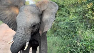 Elephants Everywhere | Adine Ends Up in the Middle of the On-Edge Wild Herd