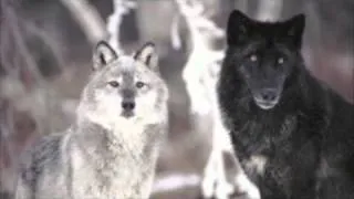 Don't kill the wolves! - Beautiful wolf pics