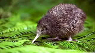 Amazing facts about the kiwi bird