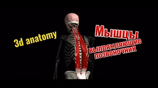 Мышцы, выпрямляющие позвоночник. 3d anatomy. MUSCLE MOTION