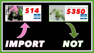 Is IMPORTING Rare Plants STILL Worth it? $$