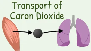 Transport of Carbon Dioxide in blood