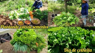 plantando e colhendo em nossa HORTA ORGÂNICA -muita fartura