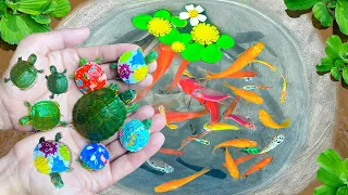 Amazing Find Lots Of Cute Rare BABY Turtles 🐢 Puffer Fish, Pencilfish, Goldfish, Bullhead Ali Fish