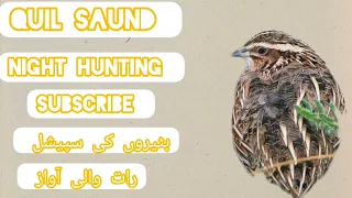 бедана batair ki awaz quil sound night hunting بٹیر کی آواز رات والی والیم