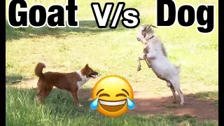 Goat Vs Dog Funny Fight