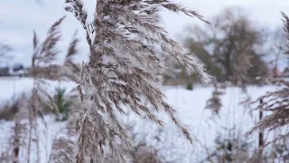 Звуки вьюги и ветра в зимнем поле.  / Звуки для медитации, отдыха и сна. /Relax