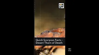4 Quick Scorpion Facts - Desert Thorn of Death - Animal a Day #shorts