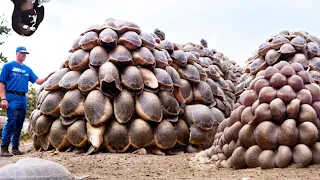 How China Turned Endangered Softshell Turtles Into 300 Million Ones