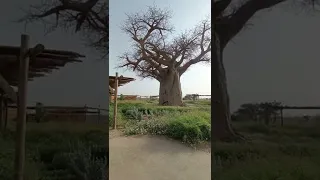 Biggest Tree in Sharjah Safari park 😱😱