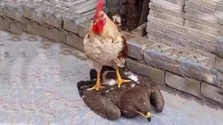 The Brave Rooster Showed Eagle Who's Real Boss!😱