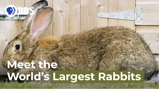 Meet the World's Largest Rabbits