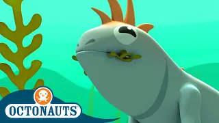 Octonauts - Marine Iguanas & The Lost Lemon Shark | Cartoons for Kids | Underwater Sea Education