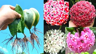 How to grow Hoya plants from Hoya leaves, Propagating Hoya flower orchid by leaves & amazing results