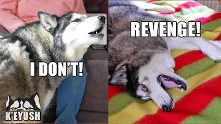 My HUSKY Gets REVENGE On My MUM When He Argues About His Nose!