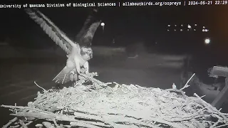 Cornell Hellgate osprey Iris fights off GHO