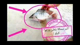 صيد سمك 🎣 اكبر سمكة 🐟 بلطى فى #الإسكندرية بالصدفة مغامرة قوية (18)