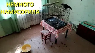 На что способна ворона в квартире