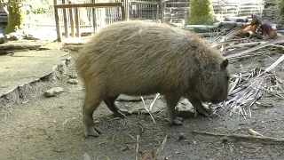 Enclosure Enrichment: Palms To Play With. Clever Syrup Uses His Paws Most Capybaras Do Not