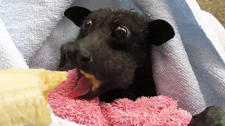 Master Forrest Enjoys A Banana