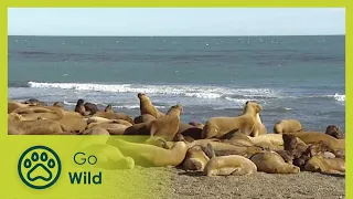 Kim and Roxie, the Sea Lioness - Marine Mammals 3/9