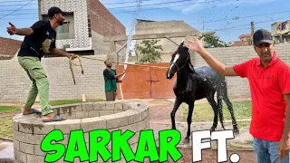 Sarkar ft. | shehr main dihat| Video Editing | Sher main dihat |lion cub