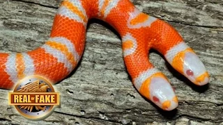Bizarre Two Headed Snake?  real or fake?