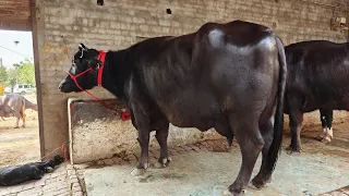 4 ਮੱਝਾਂ ਵਿਕਾਊ, 4 Buffaloes for Sale