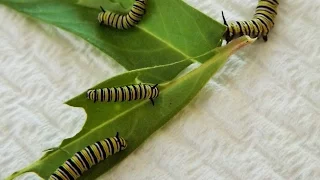 RAISING MONARCHS - Finding Monarch butterfly eggs and caterpillars.