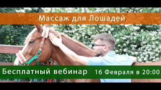 Массаж для Лошадей - Денис Хомич