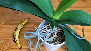 Banana peel fertilizer for Orchid to bloom / Homemade fertilizer for orchids to bloom