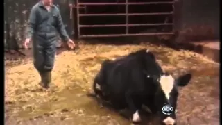 Mad Cow Disease Found in California