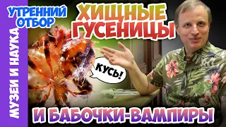 Хищные гусеницы и бабочки-вампиры. Тимофей Левченко