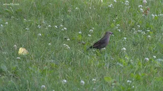 Indiana wildlife officials still figuring out cause of mysterious illness in birds