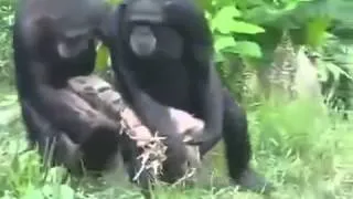 Приколы с животными Смешные обезьяны