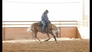 Improve your Downward Transitions | Large Fast to Small Slow (Reining Drill)