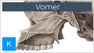 Vomer Bone - Definition & Location - Human Anatomy | Kenhub