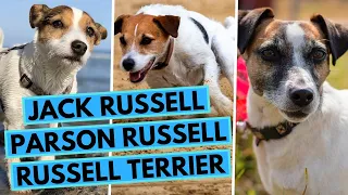 Jack Russell vs Parson Russell vs Russell Terrier - Breed Comparison - What are the Differences?