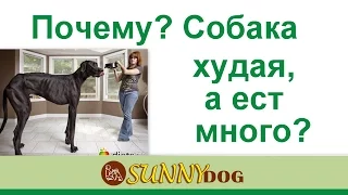 собака худая, а ест хорошо  что делать  Или пес худеете, но ест отлично