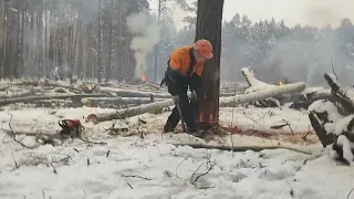 Валка дерева новая лесосека