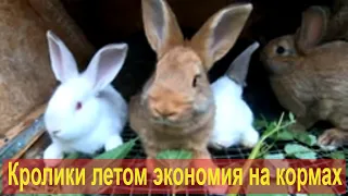 Кролики летом [экономия на кормах]