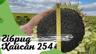 Гібрид соняшнику ХАЙСАН 254 в 2020 с.Корсунь // AltaSeeds та PlantAgro