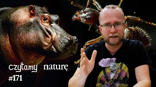 Kokainowe hipopotamy - Bakterie od mamy - Latarnie morskie mrówek | Czytamy naturę #171