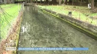 FEUILLETON : En Auvergne, la truite s'élève au fil de l'eau