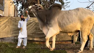 New world Record 2022 - I Met Biggest Bull In This World 🤠 ( Punjab Agri Farm )