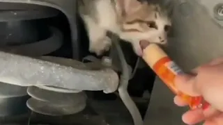 Лайфхак как вытащить котёнка из под машины