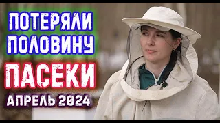 ОСТАЛАСЬ ПОЛОВИНА ПАСЕКИ, НАШИ ХЛОПОТЫ В АПРЕЛЕ 2024